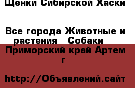 Щенки Сибирской Хаски - Все города Животные и растения » Собаки   . Приморский край,Артем г.